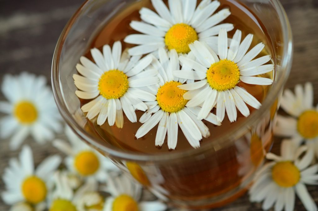 chamomile-chamomile-blossoms-medicinal-herb-herbal-medicine